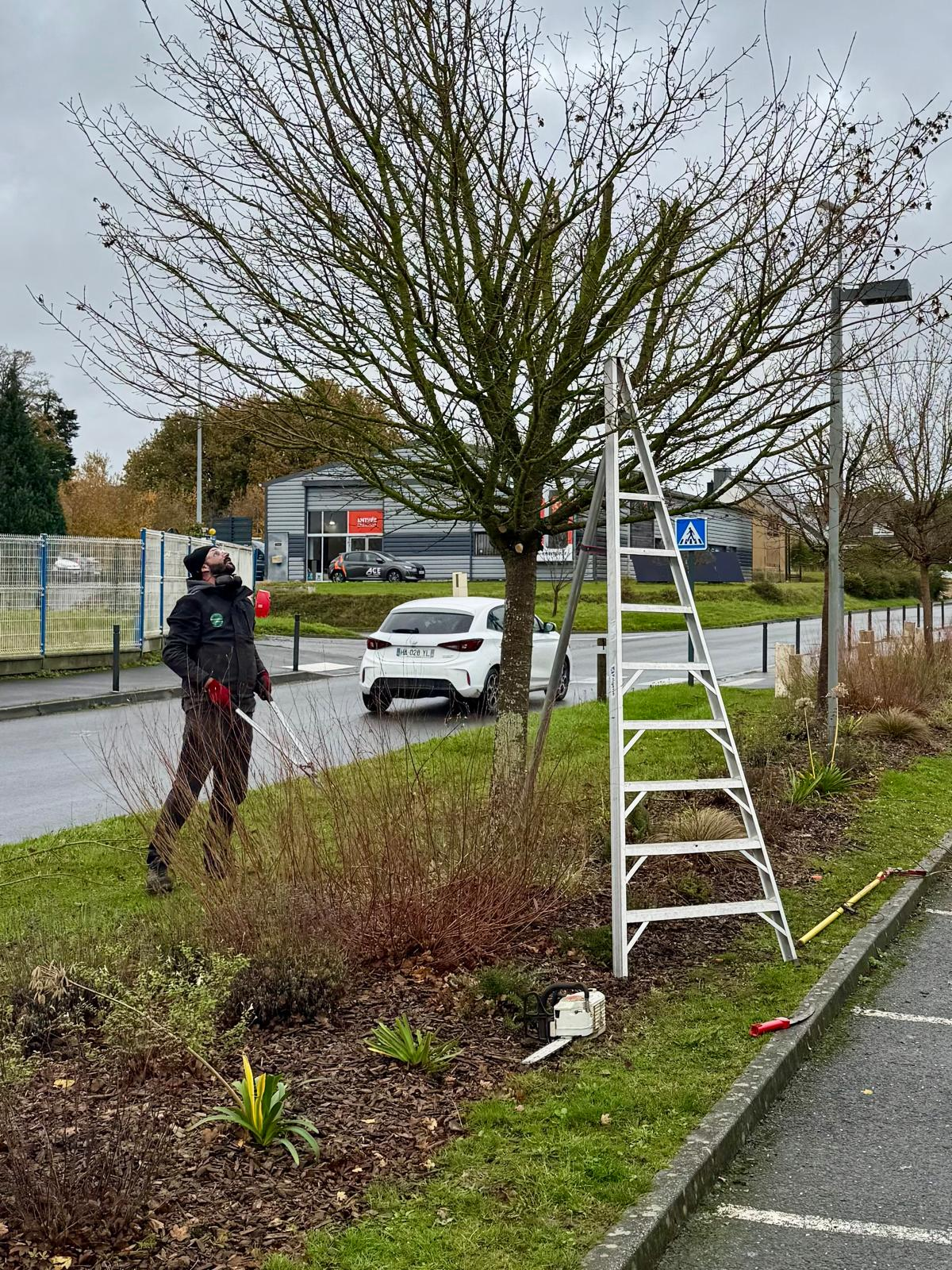 Professionnel réalisant des soins légers sur un arbre